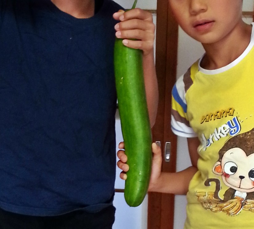 巨大キュウリ04