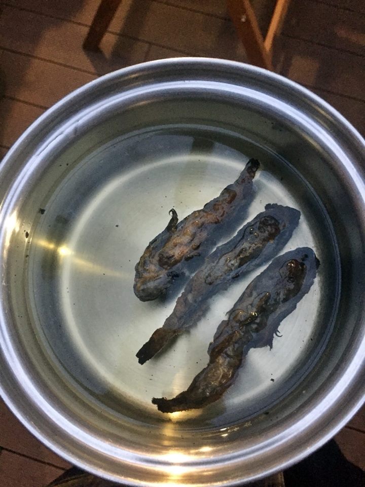 41382340_1862945023792706_2356896787245039616_n